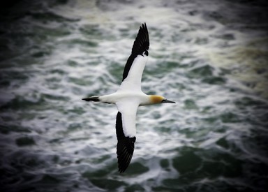 Edwin Ng; Gannet in flight; Muriwai Beach, Gannet Colony;